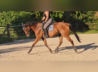 Caballo de deporte irlandés, Caballo castrado, 5 años, 165 cm, Castaño