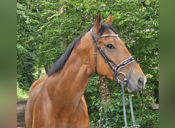 Caballo de deporte irlandés, Caballo castrado, 5 años, 165 cm, Castaño