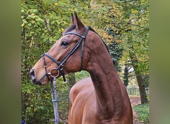 Caballo de deporte irlandés, Caballo castrado, 5 años, 165 cm, Castaño