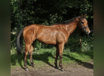 Caballo de deporte irlandés, Caballo castrado, 5 años, 165 cm, Castaño