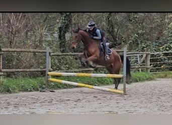 Caballo de deporte irlandés, Caballo castrado, 5 años, 165 cm, Castaño