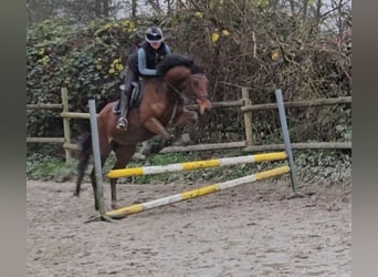 Caballo de deporte irlandés, Caballo castrado, 5 años, 165 cm, Castaño