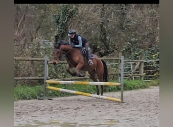 Caballo de deporte irlandés, Caballo castrado, 5 años, 165 cm, Castaño