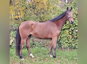 Caballo de deporte irlandés, Caballo castrado, 5 años, 165 cm, Castaño