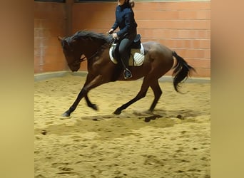 Caballo de deporte irlandés, Caballo castrado, 5 años, 165 cm, Castaño
