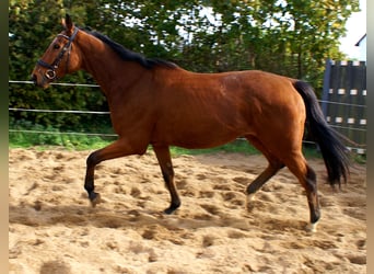 Caballo de deporte irlandés, Caballo castrado, 5 años, 165 cm, Castaño