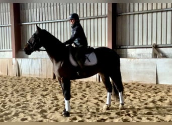 Caballo de deporte irlandés, Caballo castrado, 5 años, 165 cm, Castaño oscuro