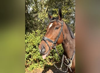 Caballo de deporte irlandés, Caballo castrado, 5 años, 165 cm, Castaño oscuro