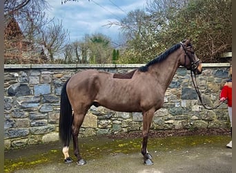 Caballo de deporte irlandés, Caballo castrado, 5 años, 165 cm, Castaño rojizo