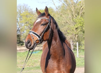 Caballo de deporte irlandés, Caballo castrado, 5 años, 165 cm, Morcillo