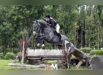 Caballo de deporte irlandés, Caballo castrado, 5 años, 165 cm, Tordo rodado