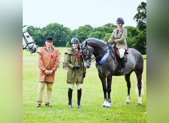 Caballo de deporte irlandés, Caballo castrado, 5 años, 165 cm, Tordo rodado