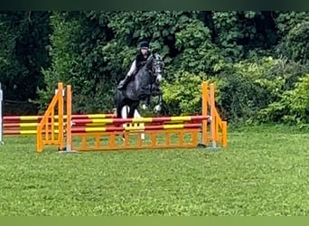 Caballo de deporte irlandés, Caballo castrado, 5 años, 165 cm, Tordo rodado