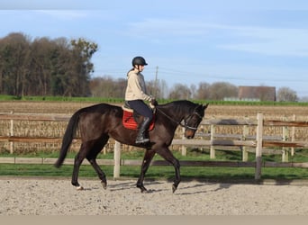 Caballo de deporte irlandés, Caballo castrado, 5 años, 166 cm