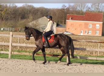 Caballo de deporte irlandés, Caballo castrado, 5 años, 166 cm