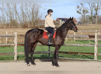Caballo de deporte irlandés, Caballo castrado, 5 años, 166 cm