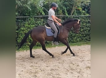 Caballo de deporte irlandés, Caballo castrado, 5 años, 166 cm, Castaño