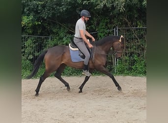 Caballo de deporte irlandés, Caballo castrado, 5 años, 166 cm, Castaño