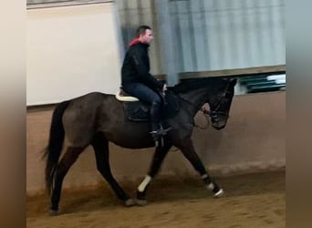 Caballo de deporte irlandés, Caballo castrado, 5 años, 166 cm, Castaño oscuro