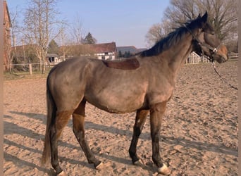 Caballo de deporte irlandés, Caballo castrado, 5 años, 166 cm, Castaño oscuro