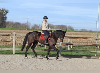 Caballo de deporte irlandés, Caballo castrado, 5 años, 166 cm, Negro