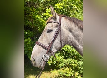 Caballo de deporte irlandés, Caballo castrado, 5 años, 166 cm, Tordo