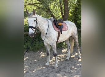 Caballo de deporte irlandés, Caballo castrado, 5 años, 166 cm, Tordo rodado