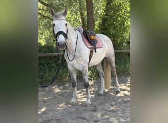 Caballo de deporte irlandés, Caballo castrado, 5 años, 166 cm, Tordo rodado