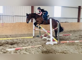 Caballo de deporte irlandés, Caballo castrado, 5 años, 167 cm