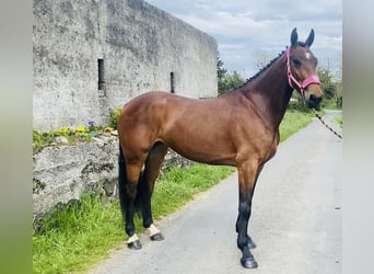 Caballo de deporte irlandés, Caballo castrado, 5 años, 167 cm