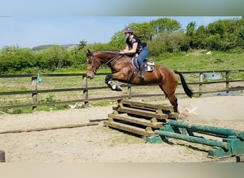 Caballo de deporte irlandés, Caballo castrado, 5 años, 167 cm