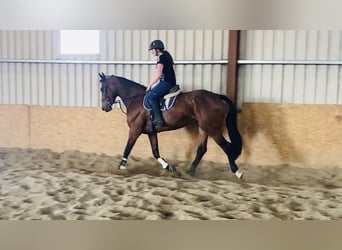 Caballo de deporte irlandés, Caballo castrado, 5 años, 167 cm