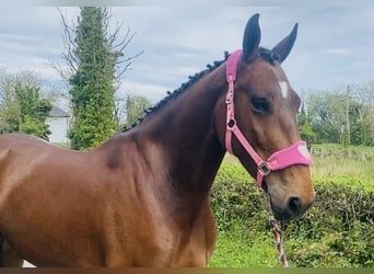 Caballo de deporte irlandés, Caballo castrado, 5 años, 167 cm