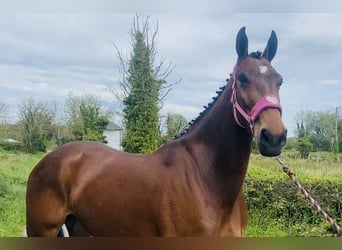 Caballo de deporte irlandés, Caballo castrado, 5 años, 167 cm