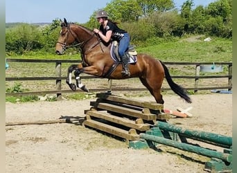 Caballo de deporte irlandés, Caballo castrado, 5 años, 167 cm