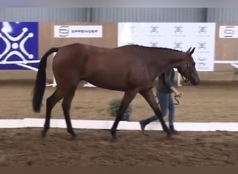 Caballo de deporte irlandés, Caballo castrado, 5 años, 167 cm, Castaño