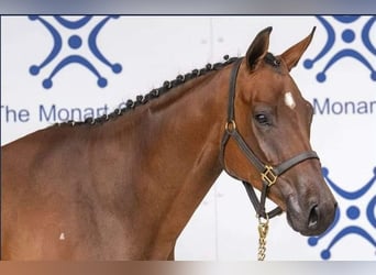 Caballo de deporte irlandés, Caballo castrado, 5 años, 167 cm, Castaño