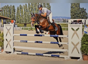 Caballo de deporte irlandés, Caballo castrado, 5 años, 167 cm, Castaño
