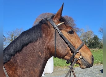 Caballo de deporte irlandés, Caballo castrado, 5 años, 167 cm, Castaño rojizo