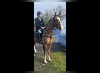Caballo de deporte irlandés, Caballo castrado, 5 años, 168 cm, Alazán