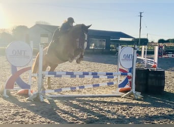 Caballo de deporte irlandés, Caballo castrado, 5 años, 168 cm, Alazán
