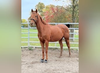 Caballo de deporte irlandés, Caballo castrado, 5 años, 168 cm, Alazán