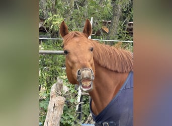 Caballo de deporte irlandés, Caballo castrado, 5 años, 168 cm, Alazán