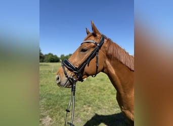 Caballo de deporte irlandés, Caballo castrado, 5 años, 168 cm, Alazán