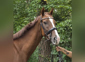 Caballo de deporte irlandés, Caballo castrado, 5 años, 168 cm, Alazán-tostado