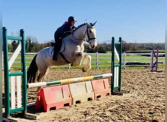 Caballo de deporte irlandés, Caballo castrado, 5 años, 168 cm, Bayo