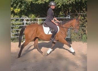 Caballo de deporte irlandés, Caballo castrado, 5 años, 168 cm, Castaño