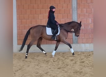 Caballo de deporte irlandés, Caballo castrado, 5 años, 168 cm, Castaño