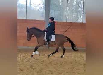 Caballo de deporte irlandés, Caballo castrado, 5 años, 168 cm, Castaño