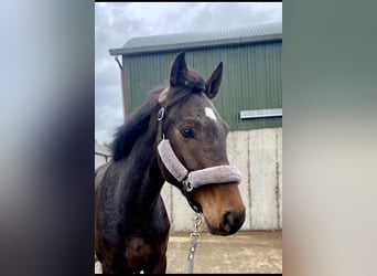 Caballo de deporte irlandés, Caballo castrado, 5 años, 168 cm, Castaño